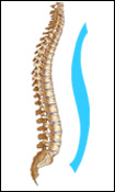 spinal posture